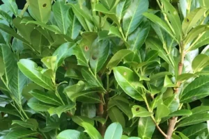 Cherry Laurel Leaves with Shot Hole