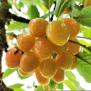 cherry tree fruit