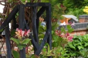 Climbing honeysuckle plant