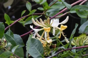 Climbing honeysuckle flowering on a shady North facing wall