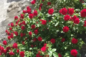 climbing rose bush with red flowers on a wall