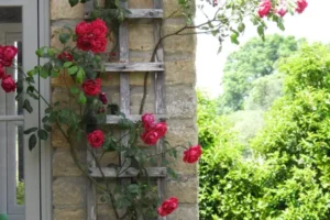 Red climbing rose