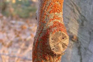 Coral spot fungus disease on dead wood