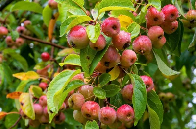 crabapple tree with fruit