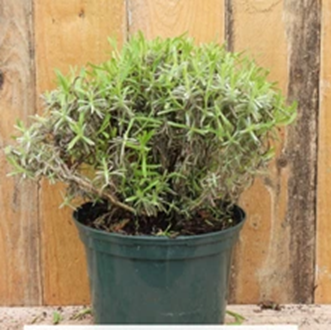 Lavender plant after being cut hard in Autumn