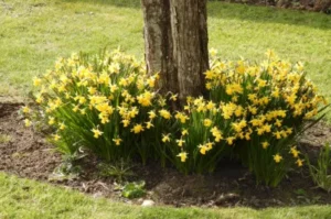 Daffodil bulbs flowering around the base of a tree