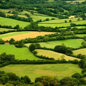 double-row-native-hedges