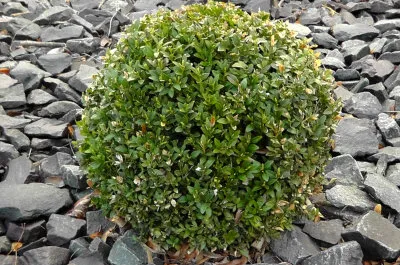 evergreen boxwood shrub