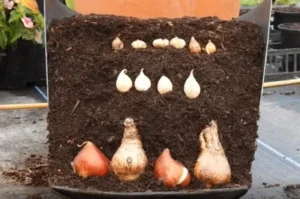 Flower bulb lasagne in a pot