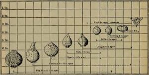 Flower bulb planting depths guide diagram