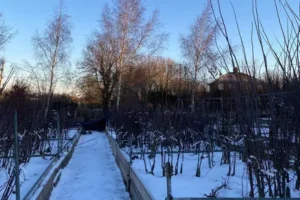 frozen ground bareroot trees