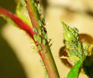 greenfly-on-rose-bush-aphid