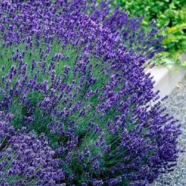 Growing lavender plants in flower