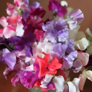 Bunch of sweet pea flowers