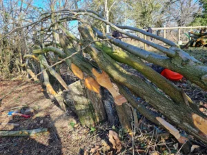 laid hedge with large trunks up to 30cm