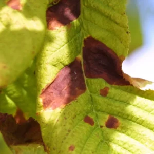 Horse chestnut leaf blotch