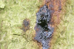 Horse chestnut tree canker on bark