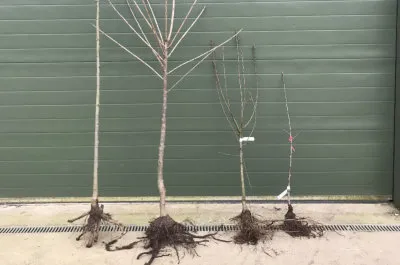 bareroot trees of different sizes for comparison