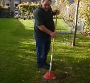 Scarifying a lawn with a springy rake