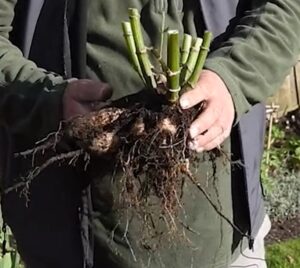 Lifting dahlia tubers for winter