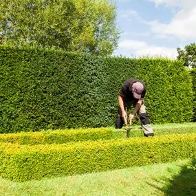 low-narrow-hedge-plants