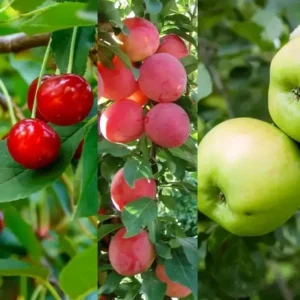 mixed orchard fruit trees