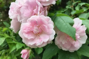 narrow waters rambling rose in flower