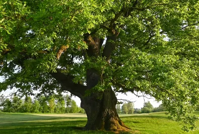 native oak tree