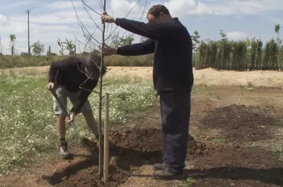 Two men planting a big tree