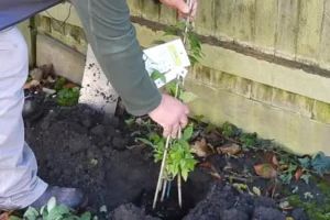 Planting a clematis in a flower bed