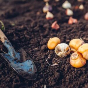 Flower bulbs on the ground with a planting trowel