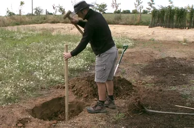 planting a fruit tree with a support stake