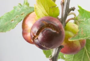 Split plum on the branch