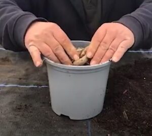 Potting up Dahlia tubers in early Spring