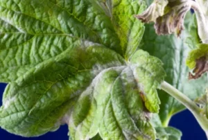 Powdery mildew fungal disease on a leaf