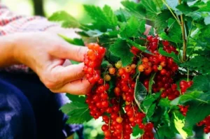 redcurrant bush