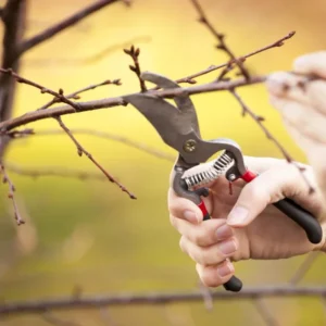 pruning fruit trees