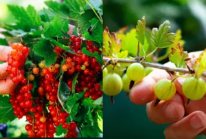 pruning gooseberry and redcurrant bushes