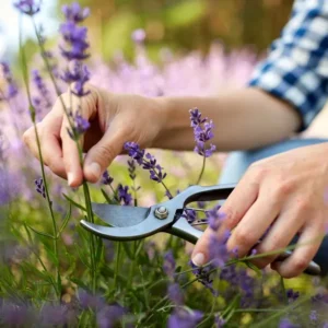 Pruning a lavender plant in Spring