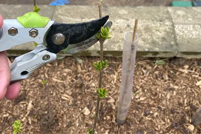 pruning new golden privet hedge