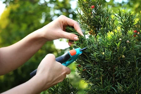 pruning-yew-hedge