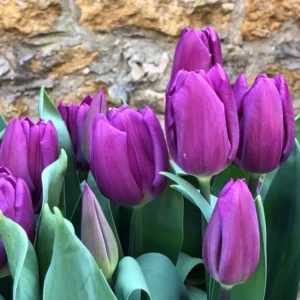 Purple flag tulips