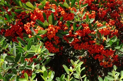 pyracantha-bush-berries