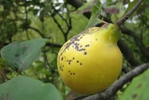 Quince blight on fruit