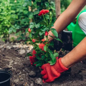 Replanting a red rose