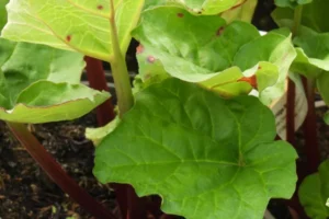 rhubarb plant