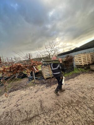 rodney delivering large bareroot standard trees