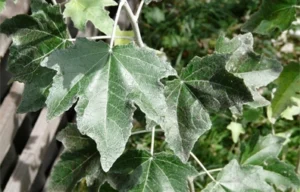 Silver leaf disease