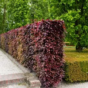 single-row- copper beech hedge-at-3-per-metre