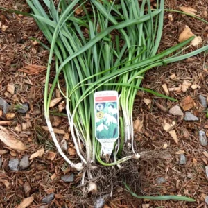 Snowdrops in the green ready for planting